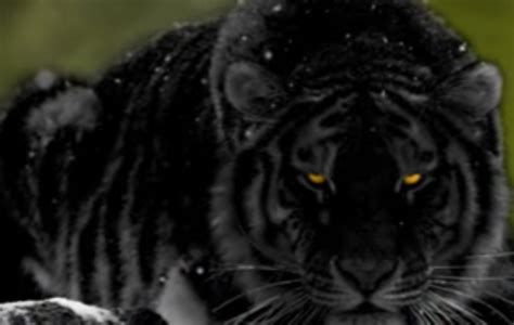 Черные тигры
 2024.04.19 22:30